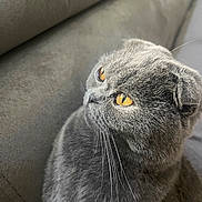 Nalla a rejoint le concours — aidez-le/la à gagner de superbes lots ! animal, cat, close_up, couch, cute, domestic_animal, ears, feline, fur, gray_cat, indoor, looking_away, mammal, pet, relaxed, scottish_fold, side_profile, soft_furniture, whiskers, yellow_eyes