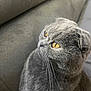animal, cat, close_up, couch, cute, domestic_animal, ears, feline, fur, gray_cat, indoor, looking_away, mammal, pet, relaxed, scottish_fold, side_profile, soft_furniture, whiskers, yellow_eyes