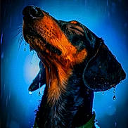 Murphy joined the competition — help win amazing prizes! dog, dachshund, rain, wet, water_droplets, portrait, animal, pet, close_up, black_and_tan, green_collar, serene, outdoor, night, glowing_background, dripping, fur, canine, head, ears