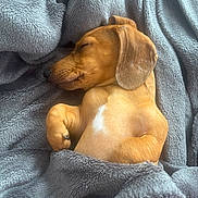 Alfie is registered to the contest to win money with this photo: animal, blanket, brown, cozy, cute, dachshund, dog, fur, indoors, paw, pet, puppy, relaxing, rest, sleep, sleeping, snuggled, soft, wrapped, young