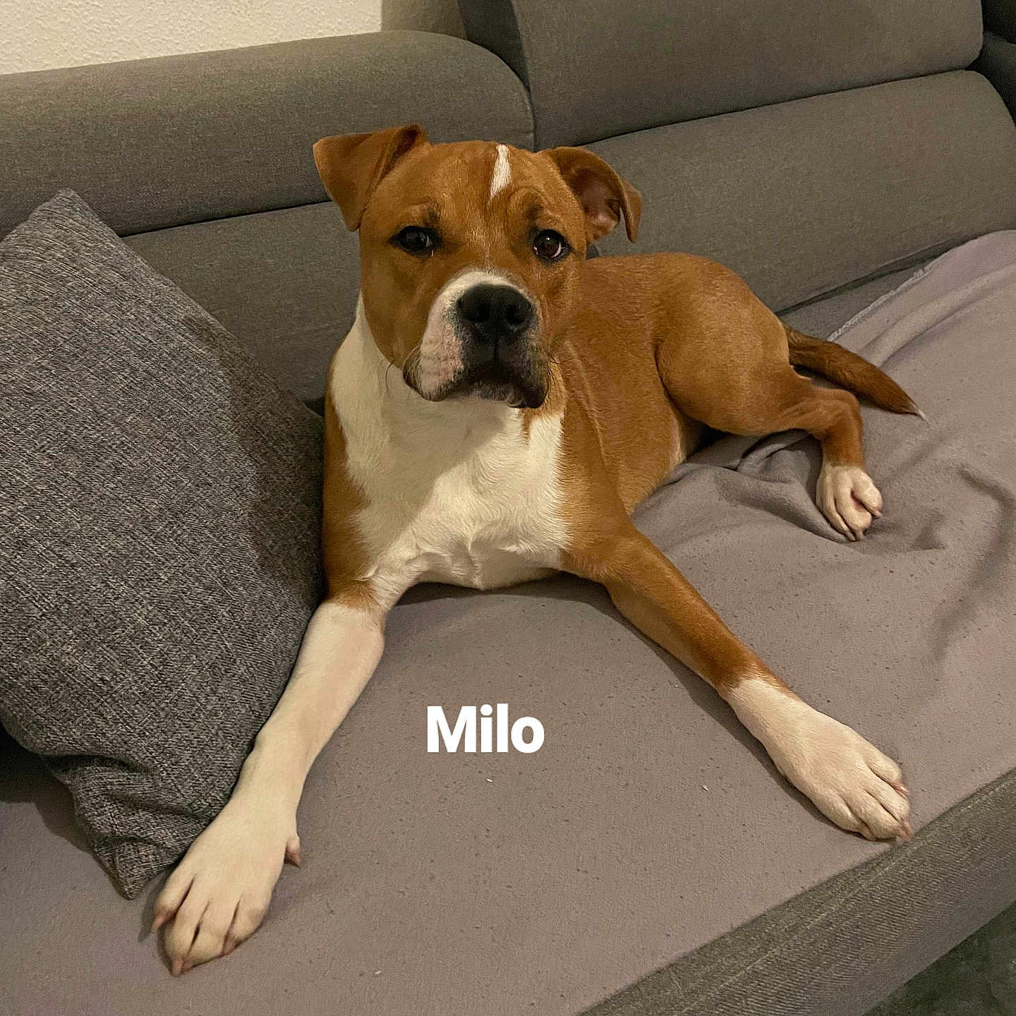 Milo