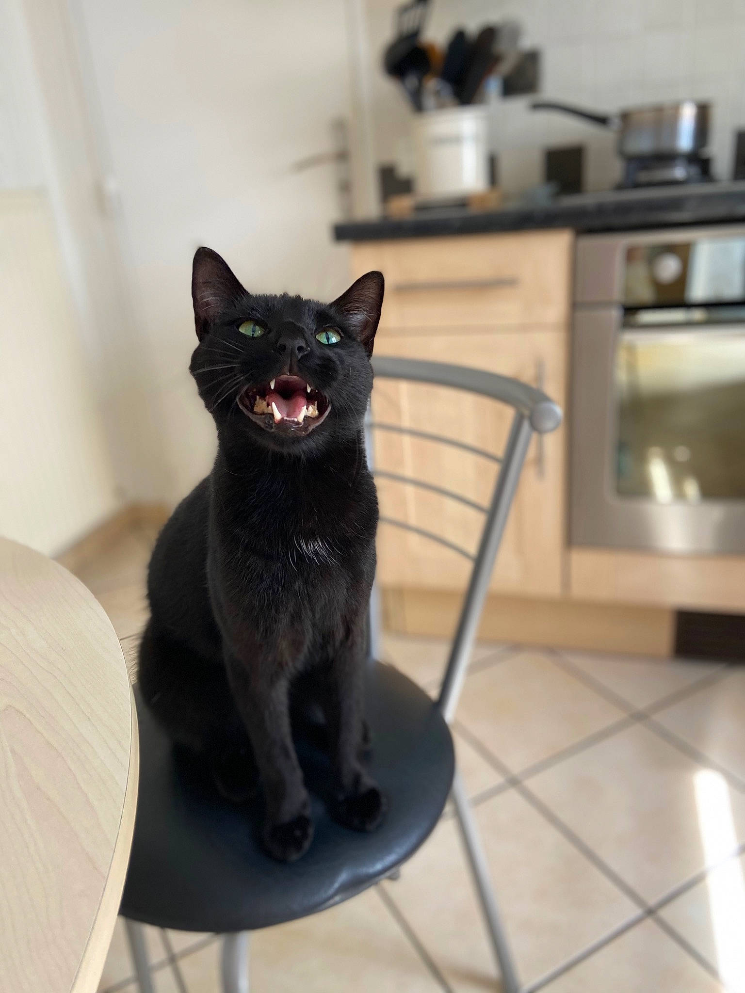 Stark participe au concours pour gagner de l'argent avec cette photo : black_cat, bombay, carnivore, cat, cooktop, felidae, floor, flooring, gas, gas_stove, grey, home_appliance, kitchen_appliance, kitchen_stove, microwave_oven, small_to_medium_sized_cats, snout, stove, tail, whiskers