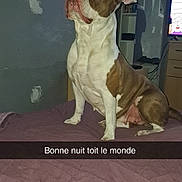 Prada a rejoint le concours — aidez-le/la à gagner de superbes lots ! dog, bed, blanket, indoor, furniture, wall, text_overlay, television, shelf, brown, white, pet, animal, resting, looking_up, room, shadow, lighting, household, canine