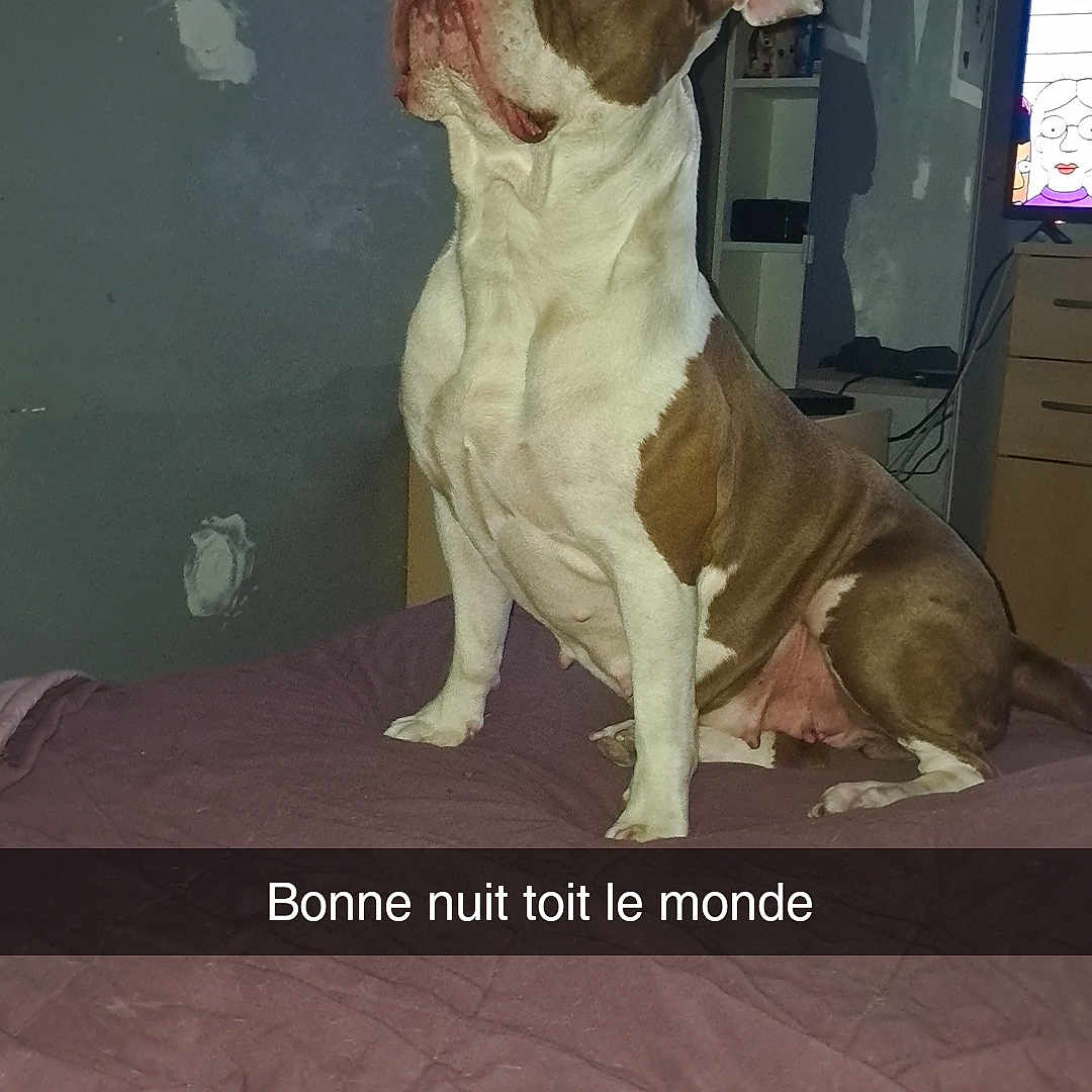 Prada a rejoint le concours — aidez-le/la à gagner de superbes lots ! dog, bed, blanket, indoor, furniture, wall, text_overlay, television, shelf, brown, white, pet, animal, resting, looking_up, room, shadow, lighting, household, canine