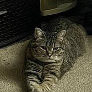 Lillie joined the competition — help win amazing prizes! animal, calm, carpet, cat, cozy, domestic_cat, feline, furniture, home, indoor, looking, lying_down, paws, pet, relaxed, resting, storage_container, striped, tabby_cat, whiskers