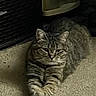 animal, calm, carpet, cat, cozy, domestic_cat, feline, furniture, home, indoor, looking, lying_down, paws, pet, relaxed, resting, storage_container, striped, tabby_cat, whiskers