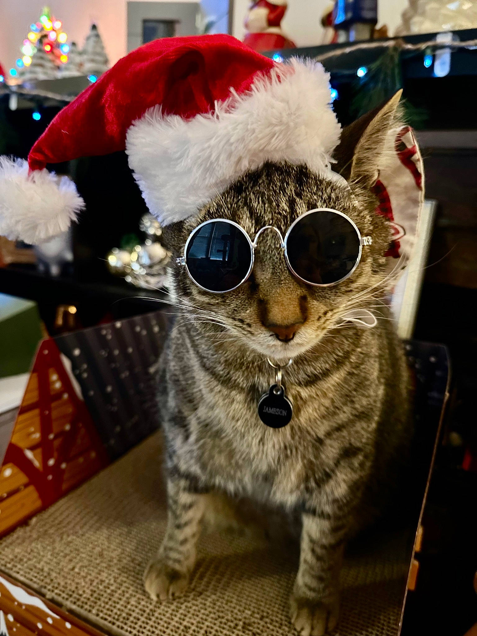 Jameson is registered to the contest to win money with this photo: cap, carnivore, costume_hat, event, eyewear, fawn, fedora, felidae, fur, fur_clothing, glasses, goggles, hat, small_to_medium_sized_cats, snout, stuffed_toy, sun_hat, sunglasses, vision_care, whiskers