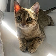 Willow is registered to the contest to win money with this photo: cat, kitten, tabby, animal, pet, fur, whiskers, ears, eyes, paws, cute, indoor, sunlight, relaxing, bed, white, curtain, soft, mammal, portrait