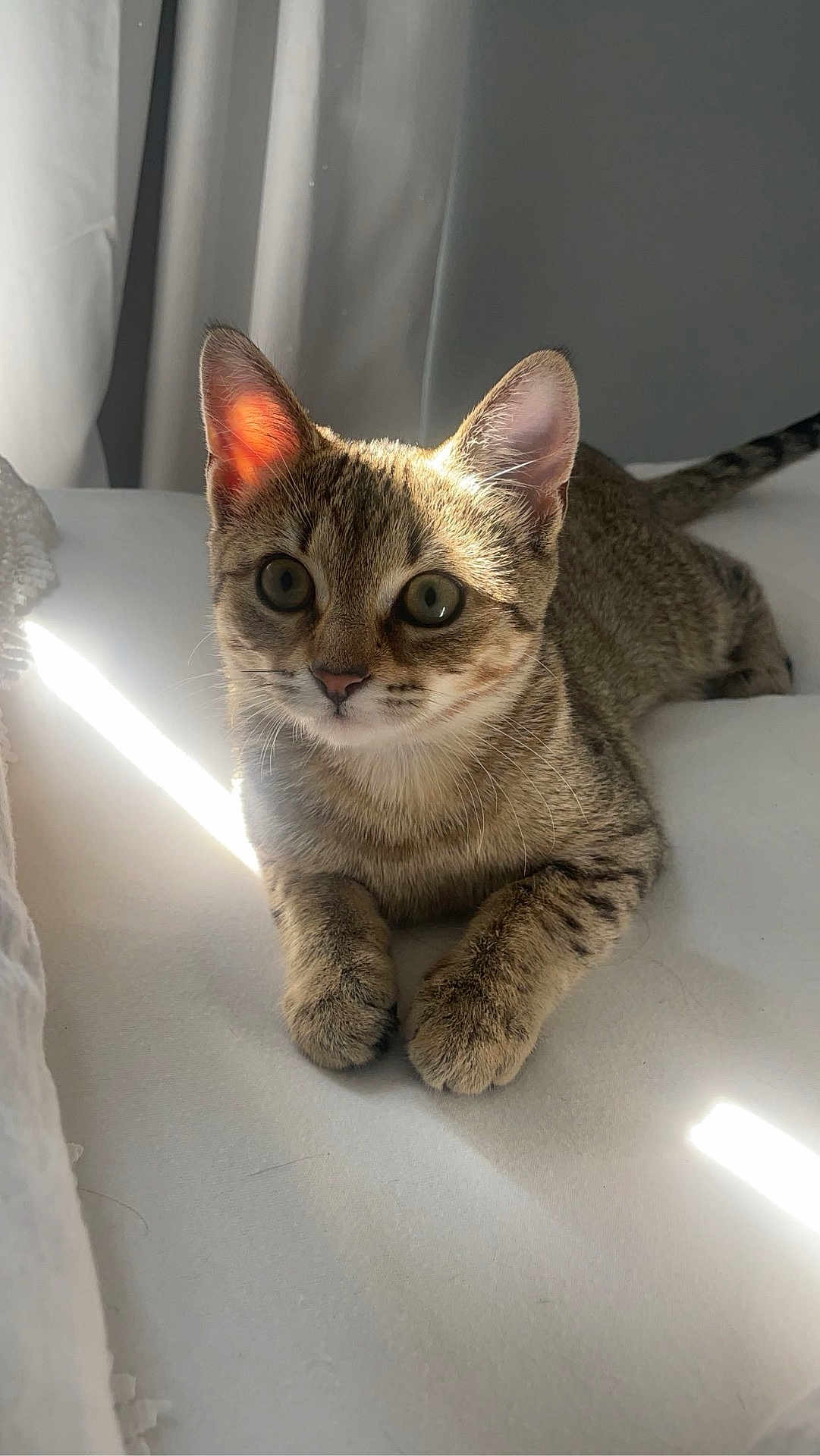 Willow