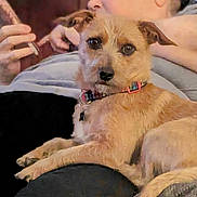 Max joined the competition — help win amazing prizes! accessories, animal, baby, bodypart, canine, chihuahua, couch, dog, face, finger, furniture, hand, head, hound, indoors, person, pet, puppy, strap, terrier
