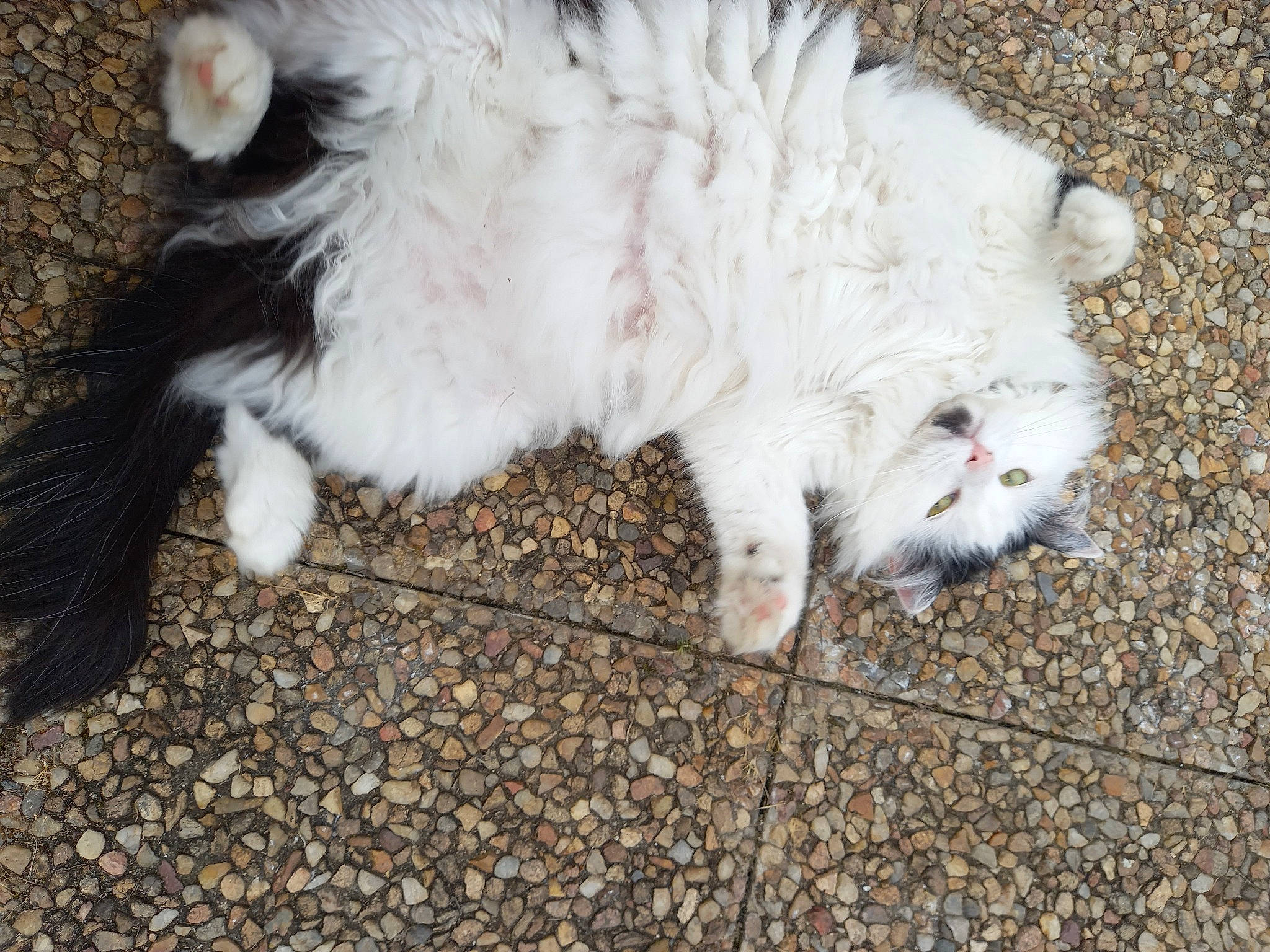 Kiwi participe au concours pour gagner de l'argent avec cette photo : canidae, carnivore, cat, claw, dog_breed, felidae, fur, grass, natural_material, paw, small_to_medium_sized_cats, snout, soil, tail, terrestrial_animal, whiskers