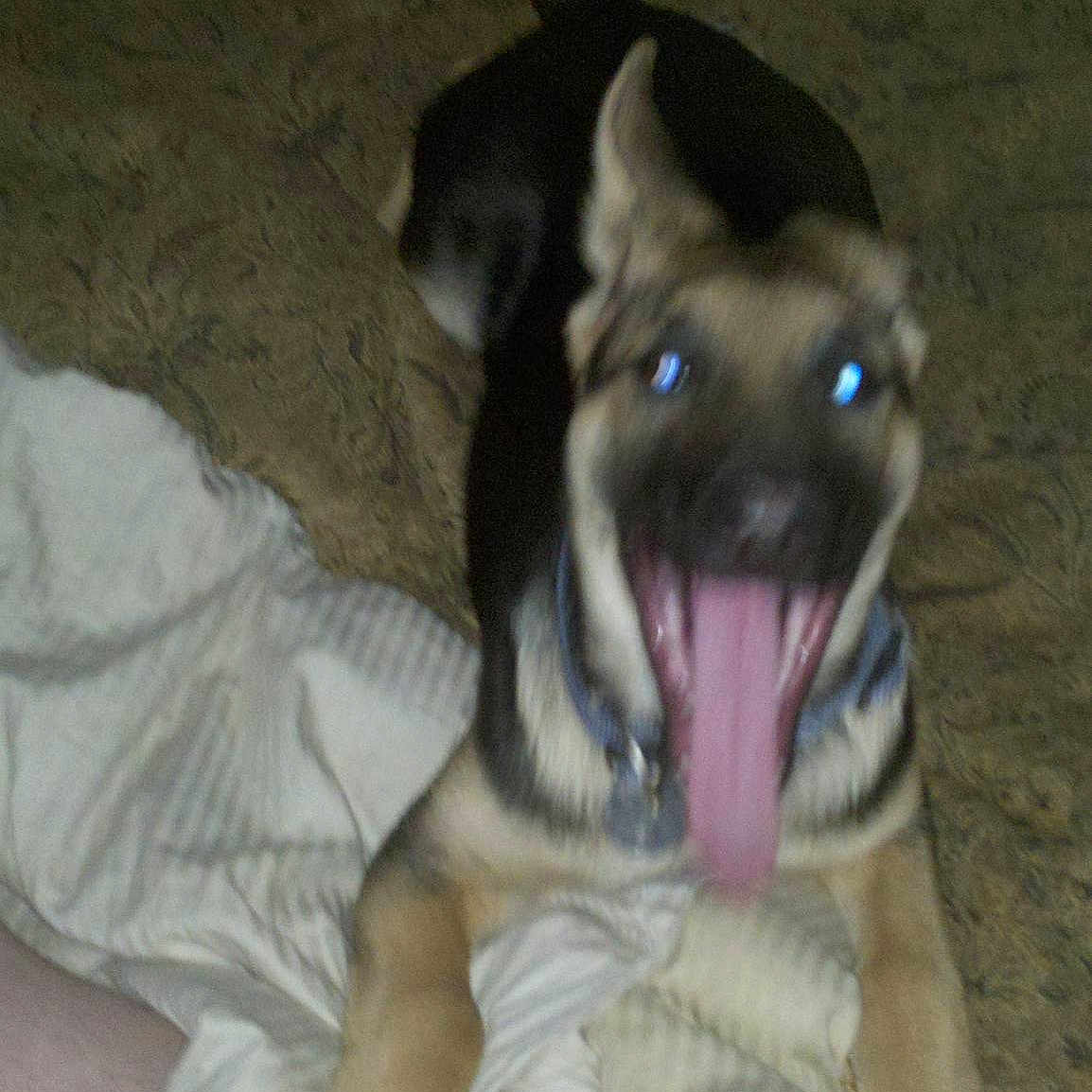 Panzer is registered to the contest to win money with this photo: