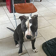 Uzy a rejoint le concours — aidez-le/la à gagner de superbes lots ! accessories, animal, bostonbull, boxer, bulldog, canine, chair, dog, flagstone, frenchbulldog, furniture, indoors, interiordesign, path, pet, pitbull, puppy, strap, tile, walkway