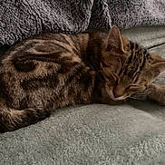 Cookie a rejoint le concours — aidez-le/la à gagner de superbes lots ! animal, blanket, cat, comfort, cozy, cute, feline, fur, indoor, kitten, nap, peaceful, pet, relaxed, resting, sleeping, small, soft, tabby, young