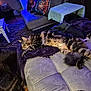 animal, blanket, carpet, cat, couch, cozy, decor, dog, furniture, indoor, living_room, ottoman, pet, pillow, relaxed, resting, rug, soft_lighting, tabby_cat, table
