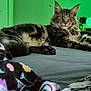 animal, bed, blanket, cat, comfort, cozy, ears, eyes, feline, fur, furniture, green_light, indoor, looking, paw, pet, resting, striped, tabby, whiskers