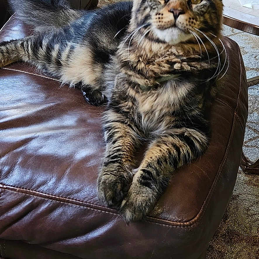 Crookshank is registered to the contest to win money with this photo: animal, carpet, cat, cozy, curtains, domestic_cat, ears, fluffy, furniture, indoor, leather_couch, living_room, mammal, paws, pet, relaxed, side_table, tabby_cat, tail, whiskers