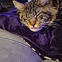 animal, blanket, cat, closeup, comfort, couch, cozy, face, fur, furniture, home, indoor, pet, purple, relaxed, resting, sleeping, soft, tabby, whiskers