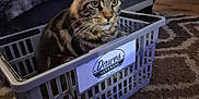 Crookshank is registered to the contest to win money with this photo: animal, basket, bed, blanket, carpet, cat, container, cozy, curious, domestic, ears, eyes, floor, furniture, home, indoor, pet, resting, tabby, whiskers