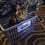 animal, basket, bed, blanket, carpet, cat, container, cozy, curious, domestic, ears, eyes, floor, furniture, home, indoor, pet, resting, tabby, whiskers