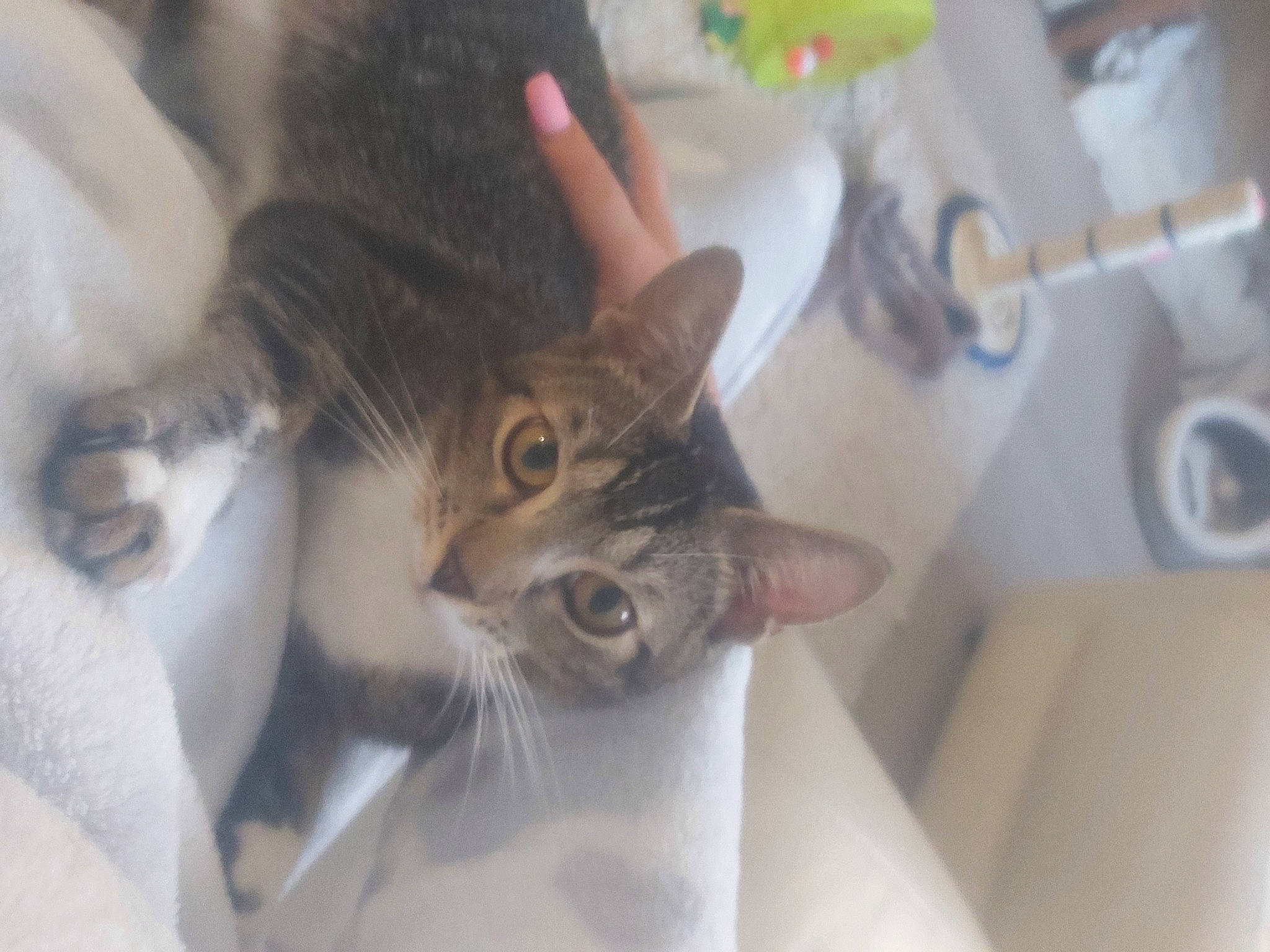 Princess Everett joined the competition — help win amazing prizes! carnivore, cat, claw, domestic_short_haired_cat, door, ear, eyelash, fawn, felidae, fur, gesture, nail, paw, plant, selfie, small_to_medium_sized_cats, snout, tail, tree, whiskers