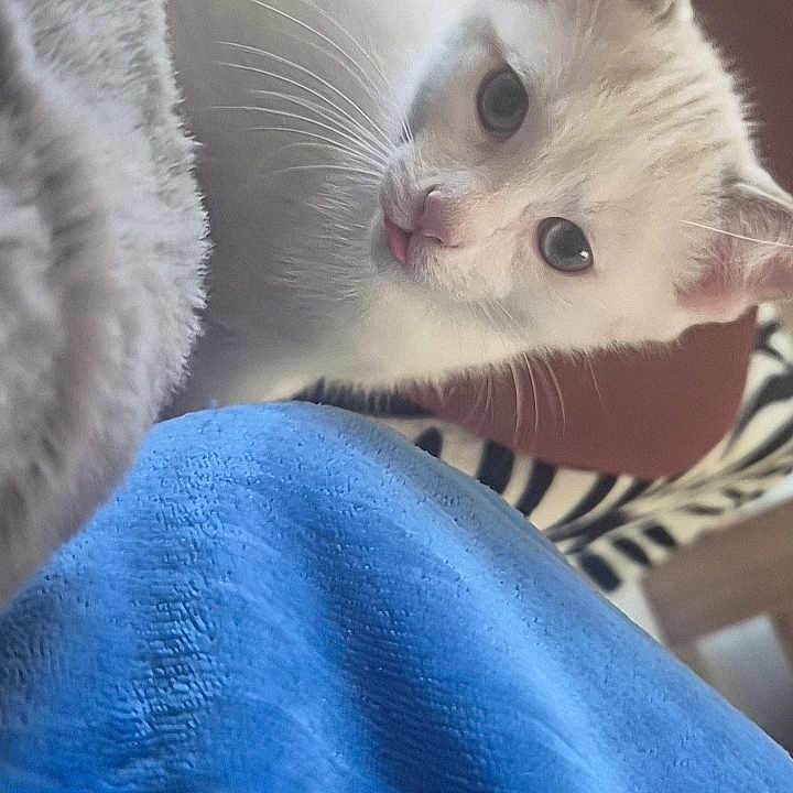 Coco