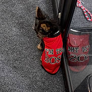 Halo joined the competition — help win amazing prizes! animal, black_and_tan, canine, carpet, collar, cute, dog, fashion, funny, glass_door, indoor, mirror_image, pet_clothing, portrait, puppy, red_shirt, reflection, small_dog, standing, toy_breed