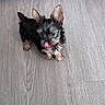 Halo joined the competition — help win amazing prizes! animal, black_and_tan, black_fur, brown_fur, cute, dog, ears, flooring, fluffy, indoor, long_hair, looking_up, pet, playful, portrait, puppy, small_dog, standing, tongue_out, wood_floor