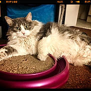 Meatball joined the competition — help win amazing prizes! cat, fluffy, gray_and_white, scratching_pad, purple, indoor, carpet, relaxed, pet, animal, feline, looking_at_camera, wide_eyes, soft_fur, paw, laying_down, cozy, closeup, cute, domestic