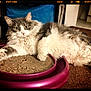 cat, fluffy, gray_and_white, scratching_pad, purple, indoor, carpet, relaxed, pet, animal, feline, looking_at_camera, wide_eyes, soft_fur, paw, laying_down, cozy, closeup, cute, domestic