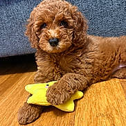 Dolce is registered to the contest to win money with this photo: puppy, dog, apricot_coat, curly_fur, fluffy, brown_dog, pet, toy, yellow_toy, squeaky_toy, wooden_floor, blue_couch, indoor, portrait, sitting, lying_down, paws, cute, adorable, home