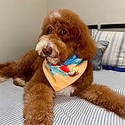 Fendi is registered to the contest to win money with this photo: dog, brown_dog, curly_fur, fluffy, poodle_mix, pet, animal, bandana, colorful_bandana, cupcake_pattern, bed, bedroom, striped_bedding, pillow, indoor, lying_down, sitting, portrait, long_ears, brown_fur