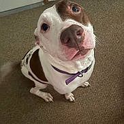 Lexie is registered to the contest to win money with this photo: animal, brown_and_white, canine, carpet, collar, companion, cute, dog, domestic, ears, floor, friendly, fur, indoor, looking_up, mammal, pet, sitting, snout, tail