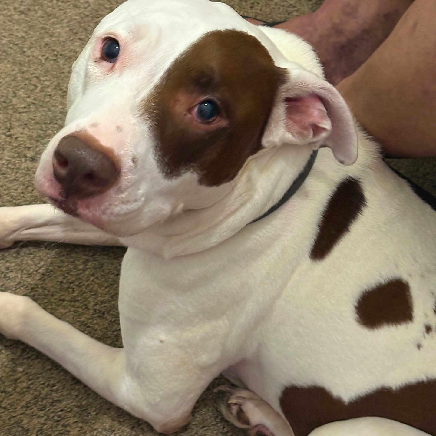 Lexie joined the competition — help win amazing prizes! animal, brown_patches, canine, carpet, collar, companion, dog, domestic, ears, fur, home, indoor, legs, looking_up, lying_down, nose, pet, relaxed, skin, white