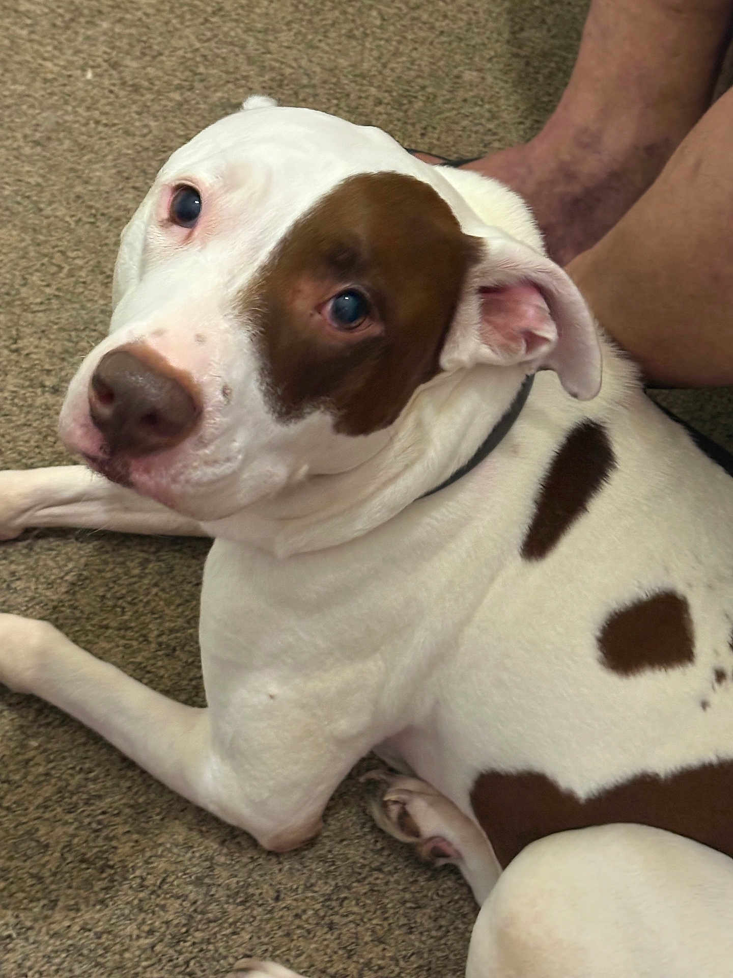 Lexie joined the competition — help win amazing prizes! dog, white, brown_patches, carpet, indoor, pet, canine, lying_down, looking_up, ears, nose, collar, fur, animal, companion, relaxed, home, legs, skin, domestic