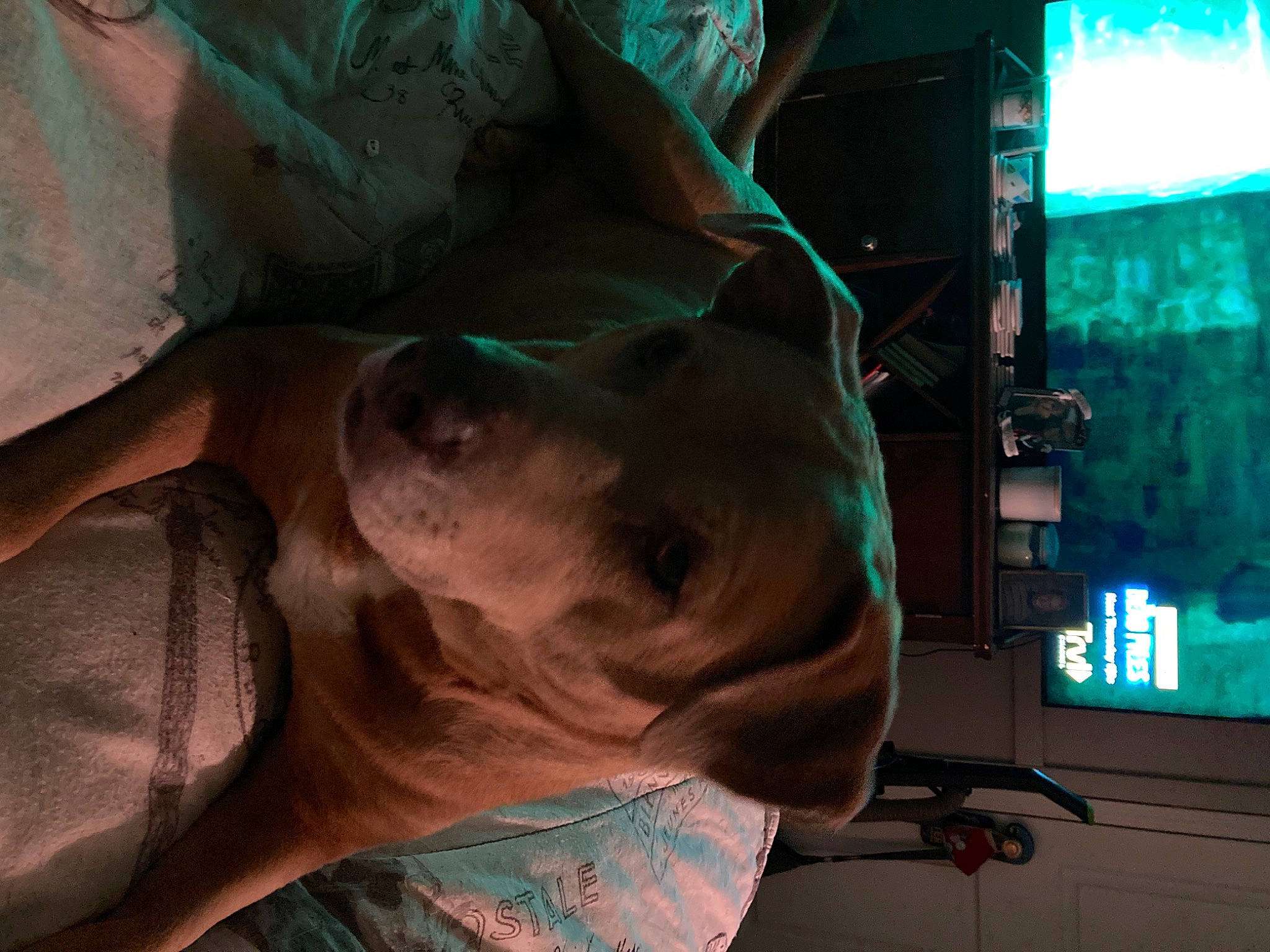 Emmy joined the competition — help win amazing prizes! canidae, carnivore, companion_dog, display_device, dog, dog_breed, fawn, flat_panel_display, jaw, led_backlit_lcd_display, machine, recreation, snout, sporting_group, television, television_set, terrestrial_animal, whiskers, working_animal, wrinkle