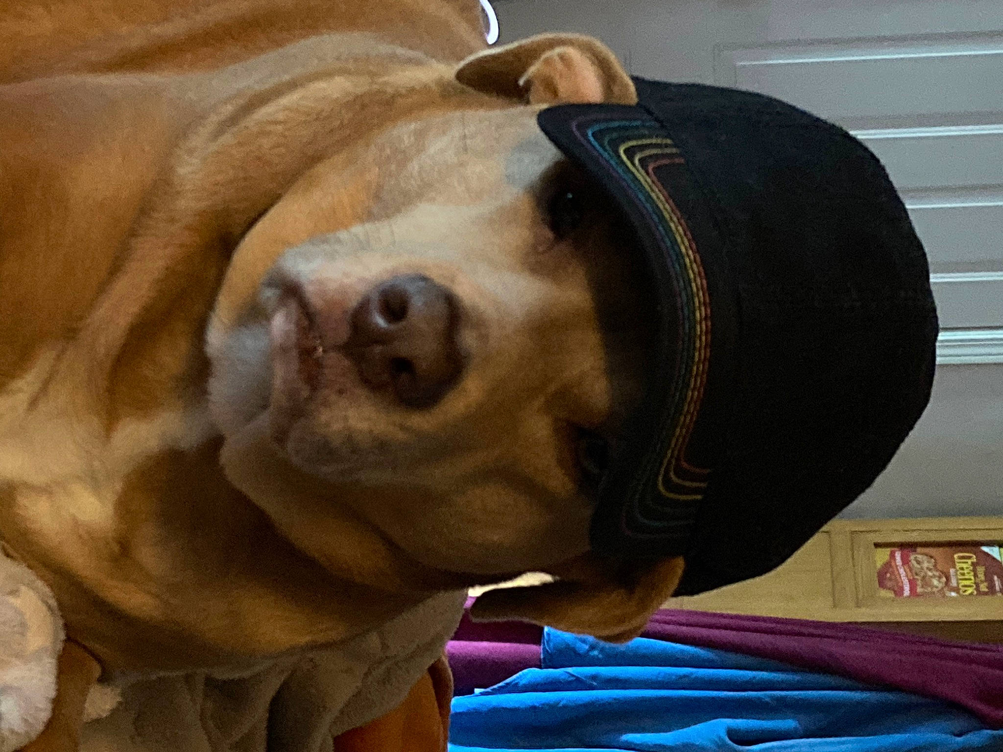 Emmy is registered to the contest to win money with this photo: canidae, carnivore, collar, companion_dog, dog, dog_breed, ear, fawn, fur, hat, jaw, liver, molosser, personal_protective_equipment, snout, sporting_group, terrestrial_animal, whiskers, working_animal, wrinkle