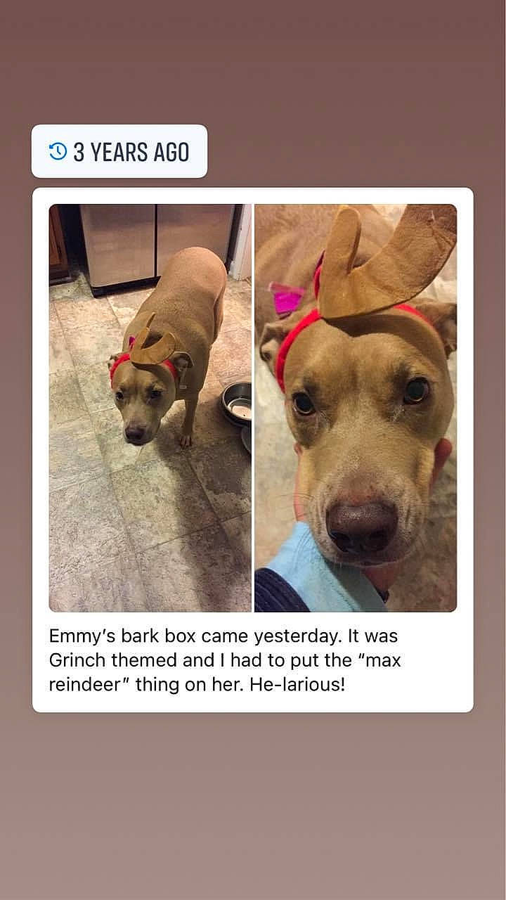 Emmy is registered to the contest to win money with this photo: canidae, carnivore, collar, companion_dog, dog, dog_breed, dog_collar, dog_supply, ear, fawn, font, happy, internet_meme, paw, pet_supply, photo_caption, rectangle, snout, sporting_group, working_animal