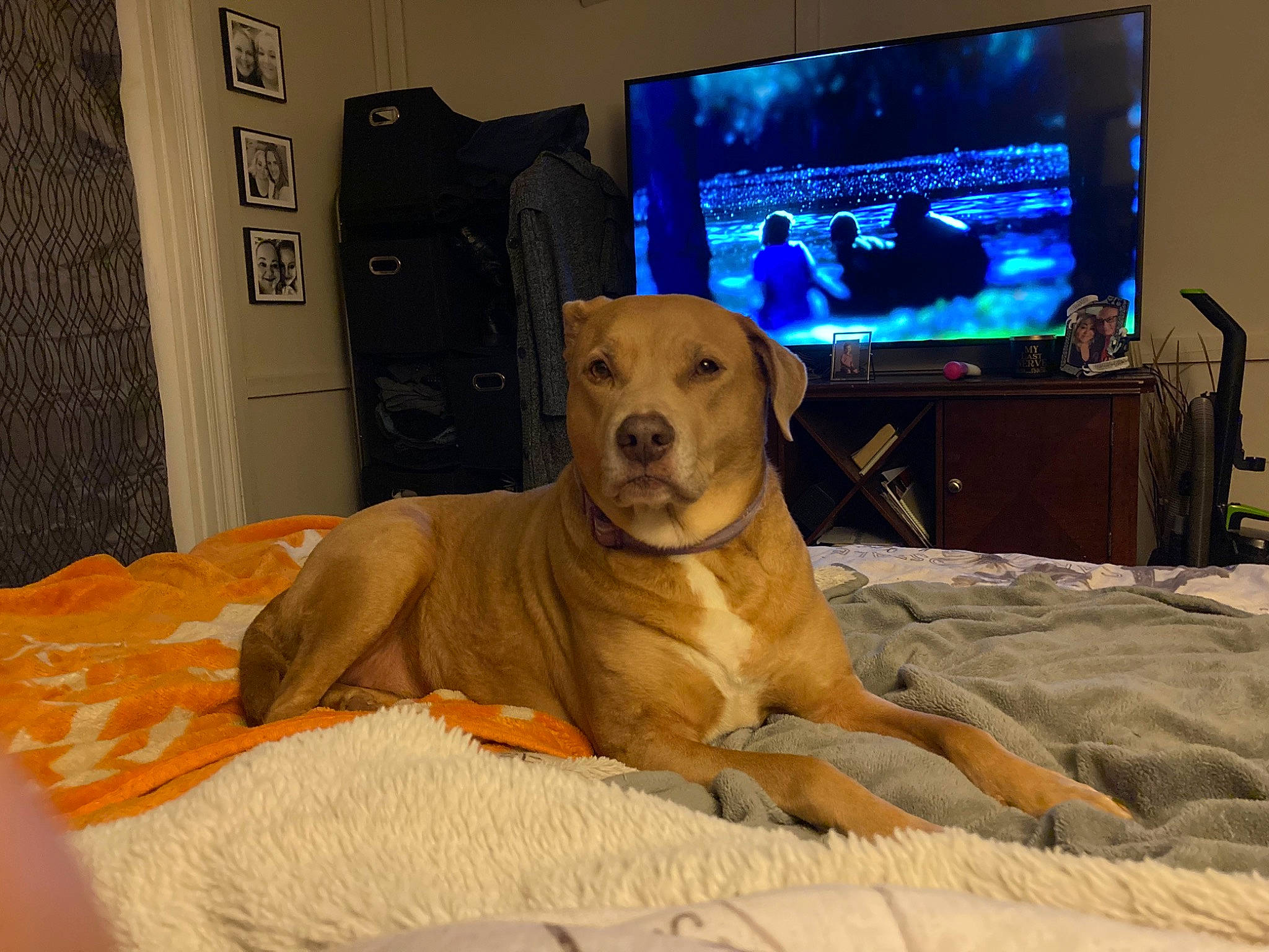 Emmy joined the competition — help win amazing prizes! cable_television, carnivore, comfort, companion_dog, display_device, dog, dog_breed, dog_supply, door, fawn, gadget, guard_dog, gun_dog, home_appliance, led_backlit_lcd_display, pet_supply, sporting_group, television, television_set, working_animal