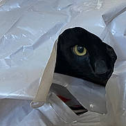 Cole is registered to the contest to win money with this photo: animal, black_cat, cat, closeup, contrast, curious, eye, face, fur, hidden, hole, indoor, mystery, peek, pet, plastic_bag, shadow, texture, white, yellow_eye
