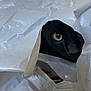animal, black_cat, cat, closeup, contrast, curious, eye, face, fur, hidden, hole, indoor, mystery, peek, pet, plastic_bag, shadow, texture, white, yellow_eye