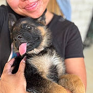 Max is registered to the contest to win money with this photo: person, puppy, dog, german_shepherd, tongue_out, smiling, holding, close_up, black_tshirt, hand, ring, fur, cute, pet, indoor, blurred_background, happy, young_dog, portrait, animal