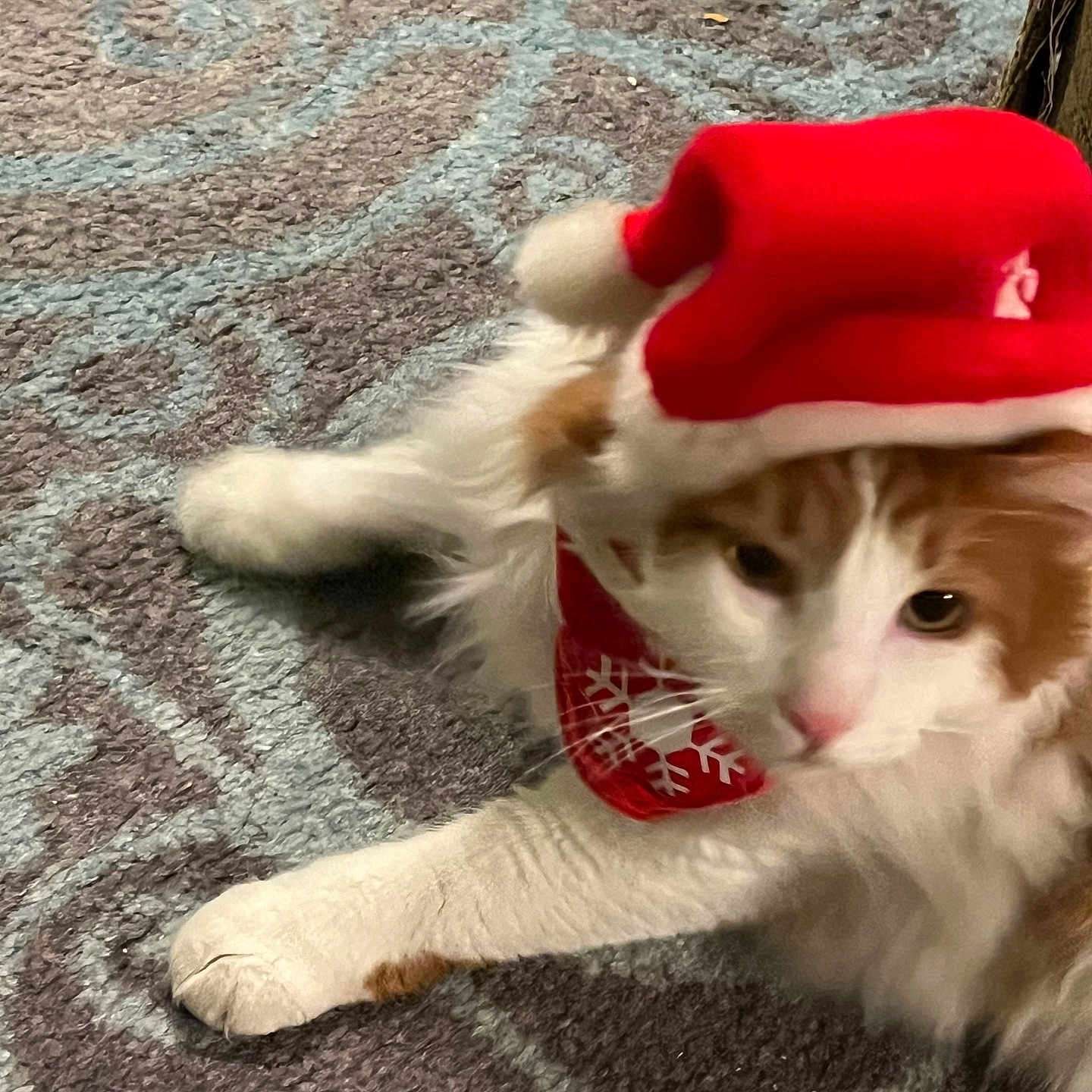 Biscuit is registered to the contest to win money with this photo: animal, canine, cap, cat, clothing, dog, face, hat, head, homedecor, indoors, kitten, manx, person, pet, photography, plush, portrait, puppy, toy