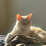 Yuki is registered to the contest to win money with this photo: cat, cream_colored, sunlight, bed, indoor, relaxed, animal, pet, feline, ears, fur, resting, cozy, soft_light, shadow, home, comfort, mammal, whiskers, cute