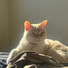 cat, cream_colored, sunlight, bed, indoor, relaxed, animal, pet, feline, ears, fur, resting, cozy, soft_light, shadow, home, comfort, mammal, whiskers, cute