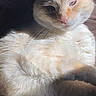 Yuki joined the competition — help win amazing prizes! cat, feline, pet, fur, whiskers, sunlight, shadow, relaxing, animal, cute, mammal, portrait, indoor, closeup, sleepy, calm, light, soft, cozy, resting