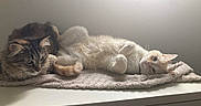 Yuki is registered to the contest to win money with this photo: cat, feline, pet, animal, resting, lying_down, fur, tabby_cat, cream_cat, indoor, towel, soft_lighting, relaxed, cute, whiskers, ears, tail, sleepy, companions, domestic
