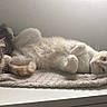 cat, feline, pet, animal, resting, lying_down, fur, tabby_cat, cream_cat, indoor, towel, soft_lighting, relaxed, cute, whiskers, ears, tail, sleepy, companions, domestic