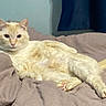 Yuki is registered to the contest to win money with this photo: cat, cream_colored, lounging, blanket, indoor, pet, feline, relaxed, soft_texture, cozy, fur, pink_paw_pads, ears, whiskers, tail, resting, comfort, home, animal, cute
