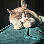 Ruby participe au concours pour gagner de l'argent avec cette photo : cat, sleeping, paws, closeup, soft_light, indoor, cozy, feline, nap, blanket, relaxed, cute, pet, fur, whiskers, pink_nose, calm, resting, comfortable, warm_light